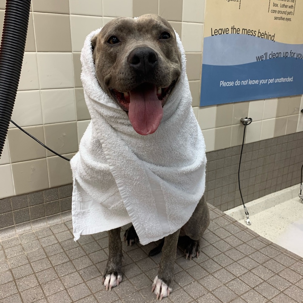 Meet your Posher, Marley